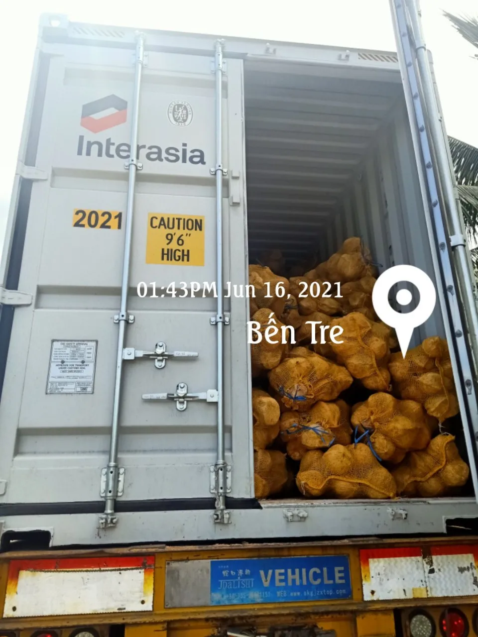 Fresh Mature Coconut for Wholesale / Semi husked mature coconut from Vietnam Quick Response