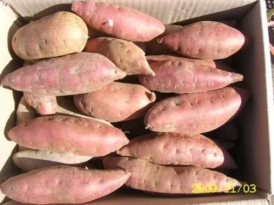  Свежий сладкий картофель доступен для продажи 30% скидка/Ms Sofia + 84 789946878