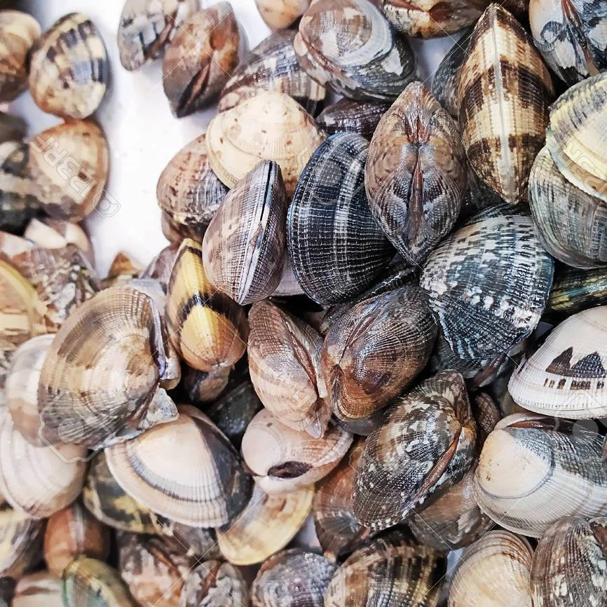 Tender Delicious Frozen Cooked Shell Off Short Neck Clam Meat
