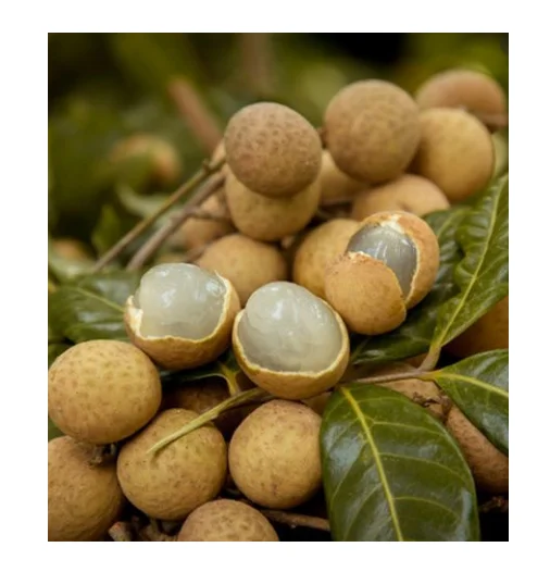 Лучшая цена LOGAN тропические фрукты с высоким качеством на продажу (Annie 0084702917076 WA)