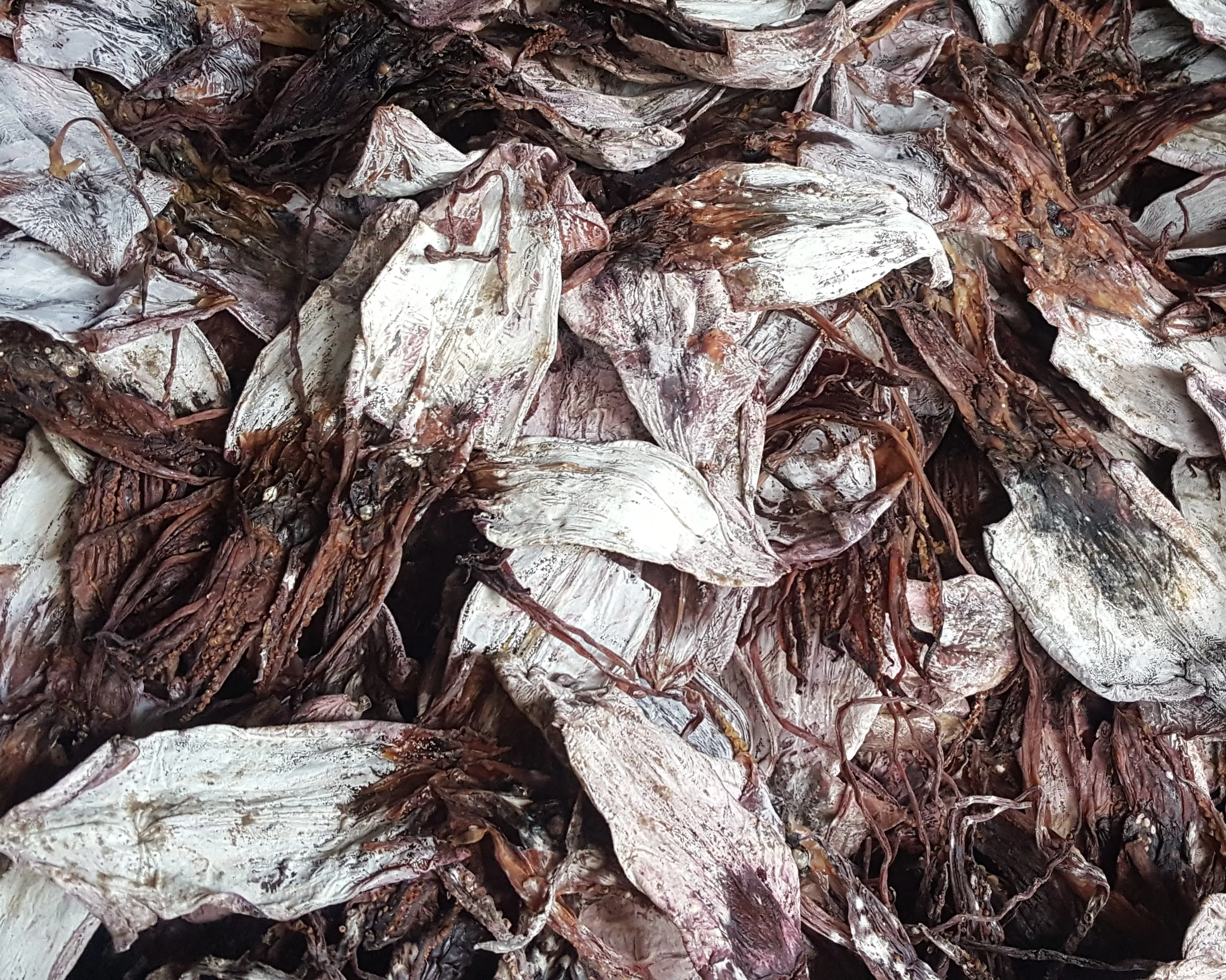 
HIGH QUALITY - DRIED BLACK SQUID 