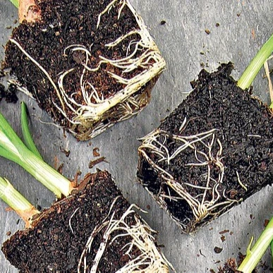 Оптовая поставка высококачественного торфяного Моха из Вьетнама Ms Sophie + 84 901 022 641