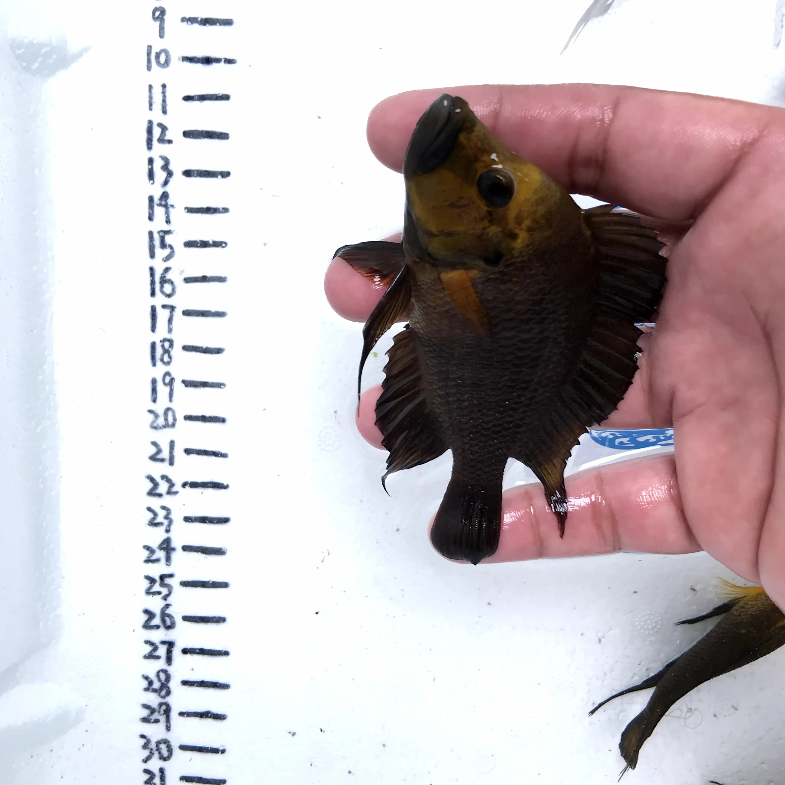 
Farm bred Altolamprologus compressiceps gold head African Tangnyika Cichlids For sale 