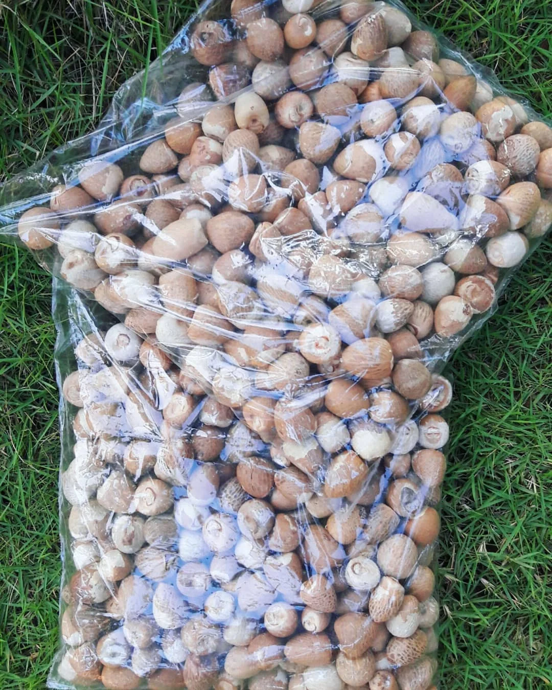 WHOLESALE BETEL NUT / PEELED BETEL NUT For Export
