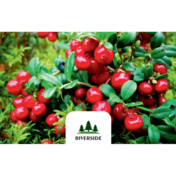 Plastic Trays GOST Standard Prepackage Fresh / Frozen Cranberry With Vitamins and Curative Elements For Heath