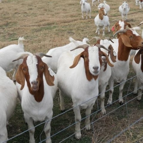 Boer goats