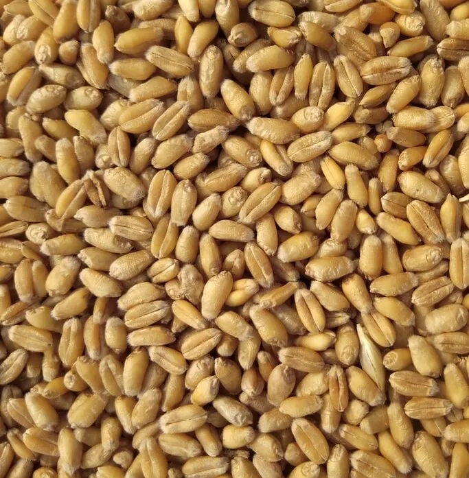 Organic Wheat Grain 2.5kg