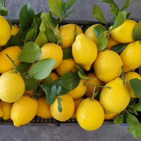 Top Grade Fresh Lemon Fruits At Company Price