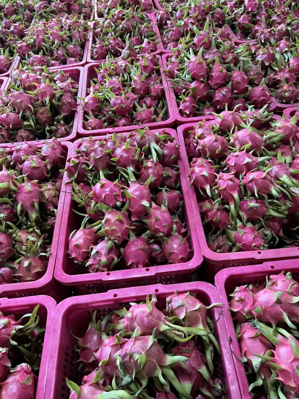 Fresh Dragon Fruit from Vietnam / Vietnamese agricultural products / Nutritious fruits