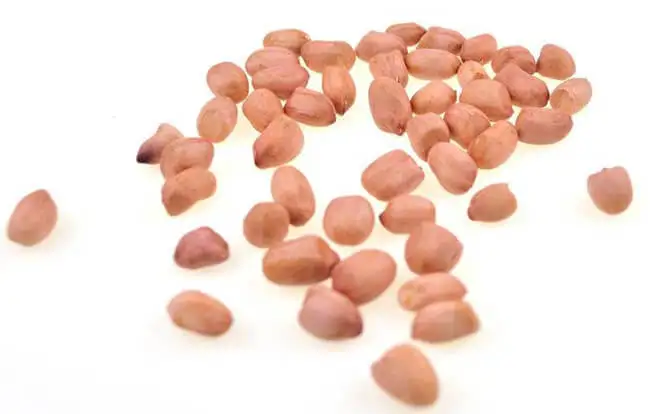 
GROUNDNUT KERNELS BOLD 70/80 FROM NIK-MAY EXPORTS INDIA 