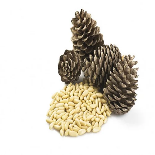 Best price of raw and blanched selling pine nuts kernel