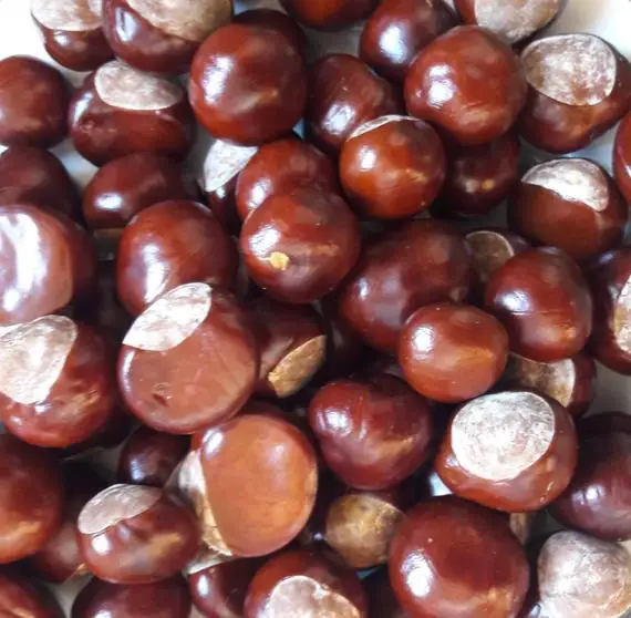 
Top quality Dried chestnuts at good price 