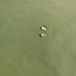 China supplier jacket shell fabric 300T Nylon Taslan crepe style AC coating