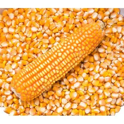 Yellow Corn Gluten Feed Animal Feed