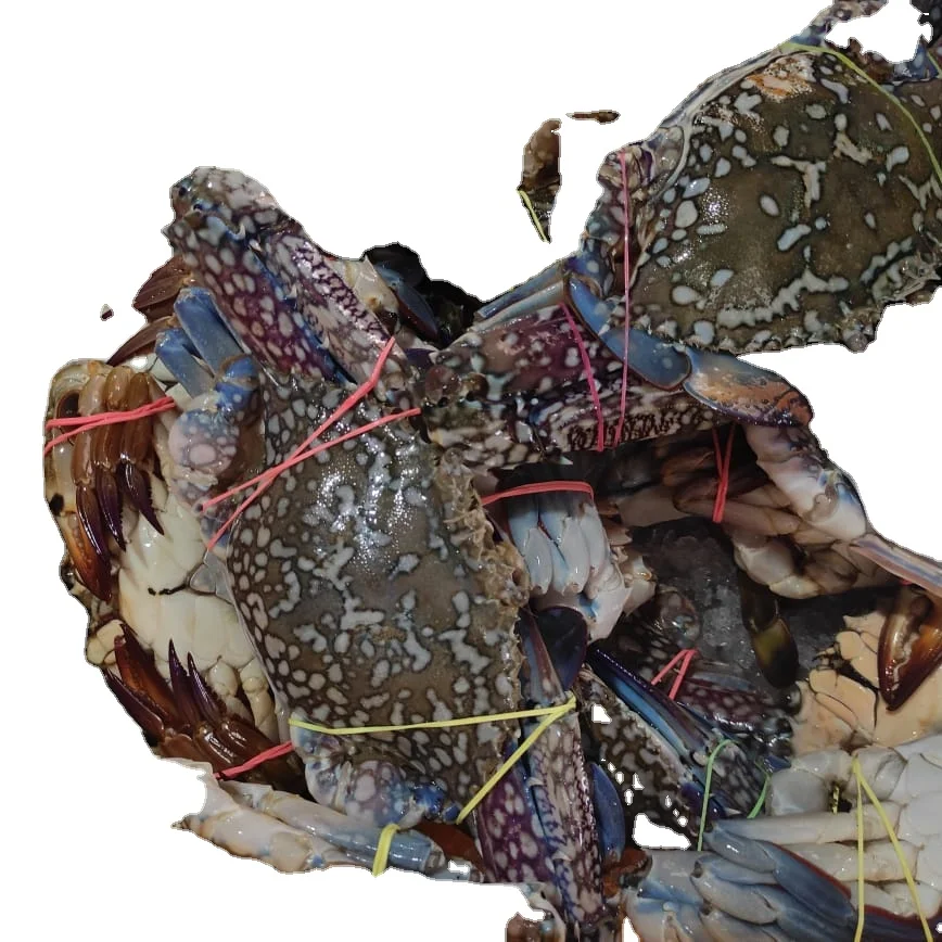 Замороженный голубой плавающий краб