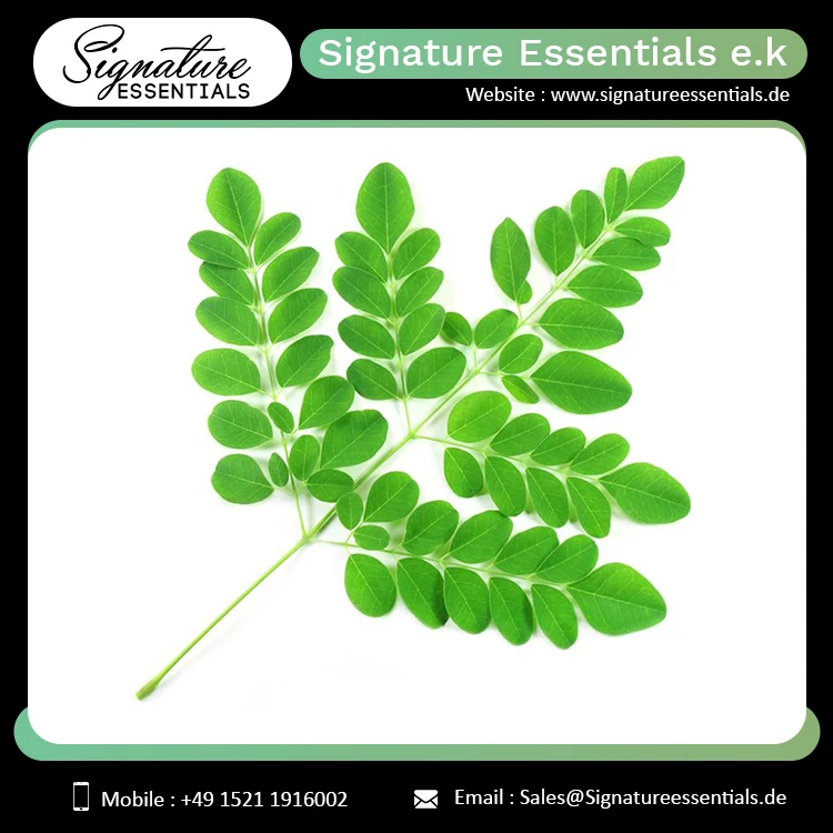 Factory Supply High Graded Organic Moringa Seed Oil For Including Hair Care