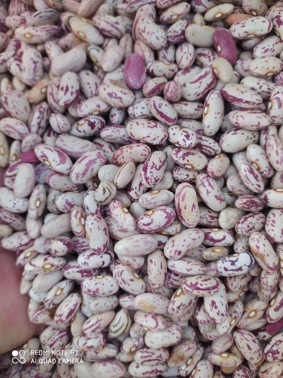 Урожай 2021 октября оптовая продажа премиум класса из Узбекистана пакеты 25 кг натуральная сушеная легкая зернистая фасоль