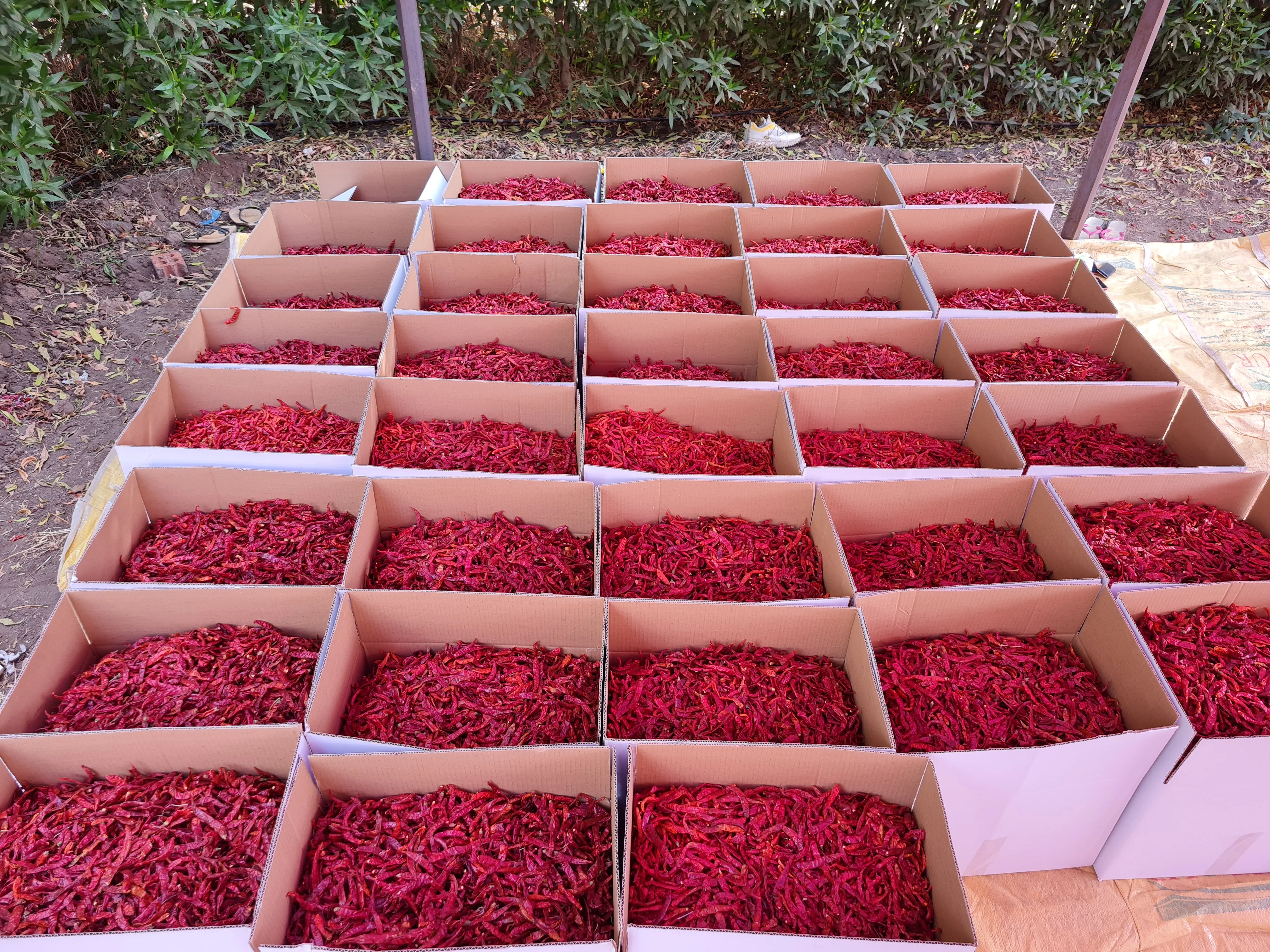Egyptian chili pepper high quality first degree very hot chili pepper dried