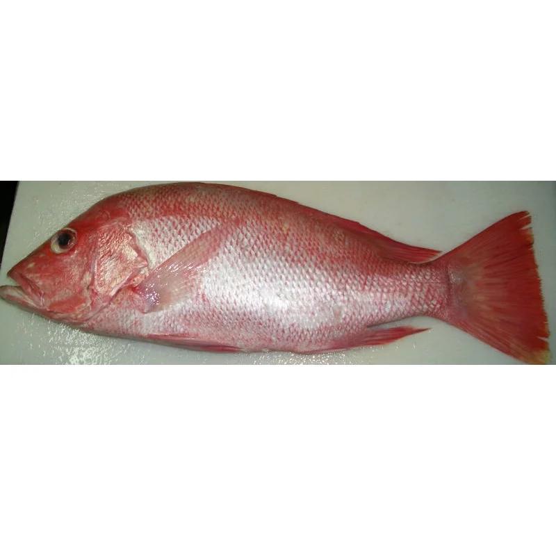 FROZEN RED SNAPPER STEAKS OR SLICES