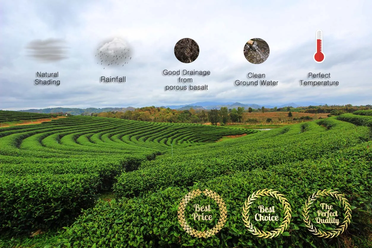 Organic Cookingl grade Matcha (Green Tea Powder) from Jeju Island / Garucha Plus