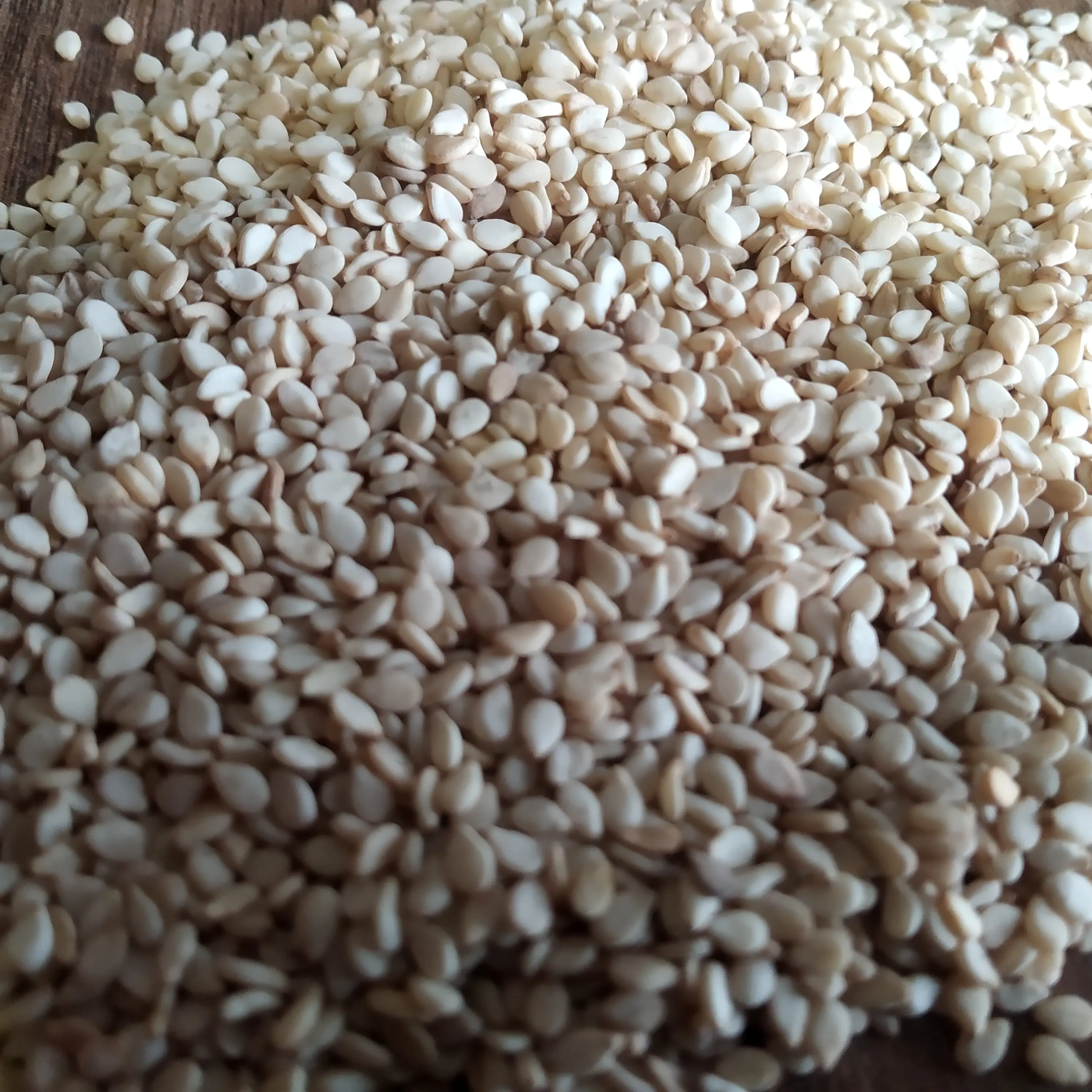 New Crop Natural White Sesame Seeds 99.95% With Packing of PP New Bag At Low Rate Export From India