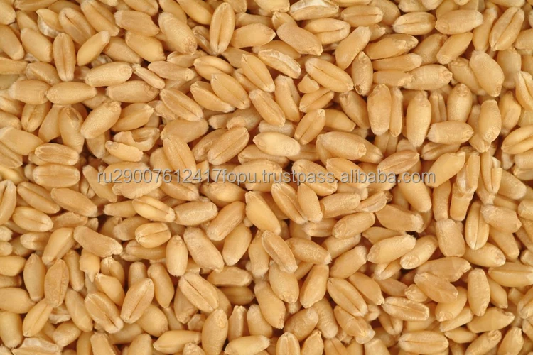 Wheat soft from 1 to 5 class in grain carriers, covered wagons or containers worldwide delivery, wheat