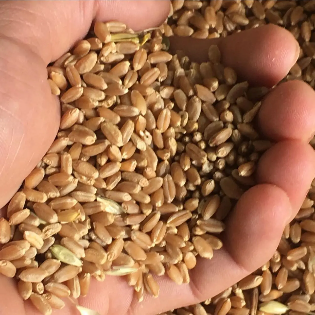 Wheat grain from russia with export price