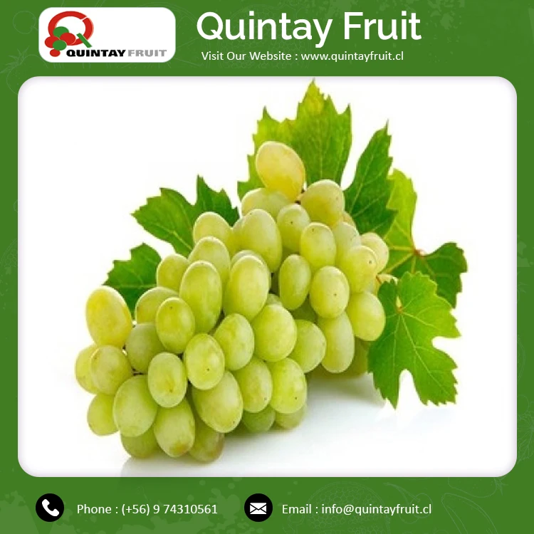 Thompson Seedless Grapes Exporters Cheap Fresh Grapes Fresh Fruit Growing Thompson Seedless Grapes