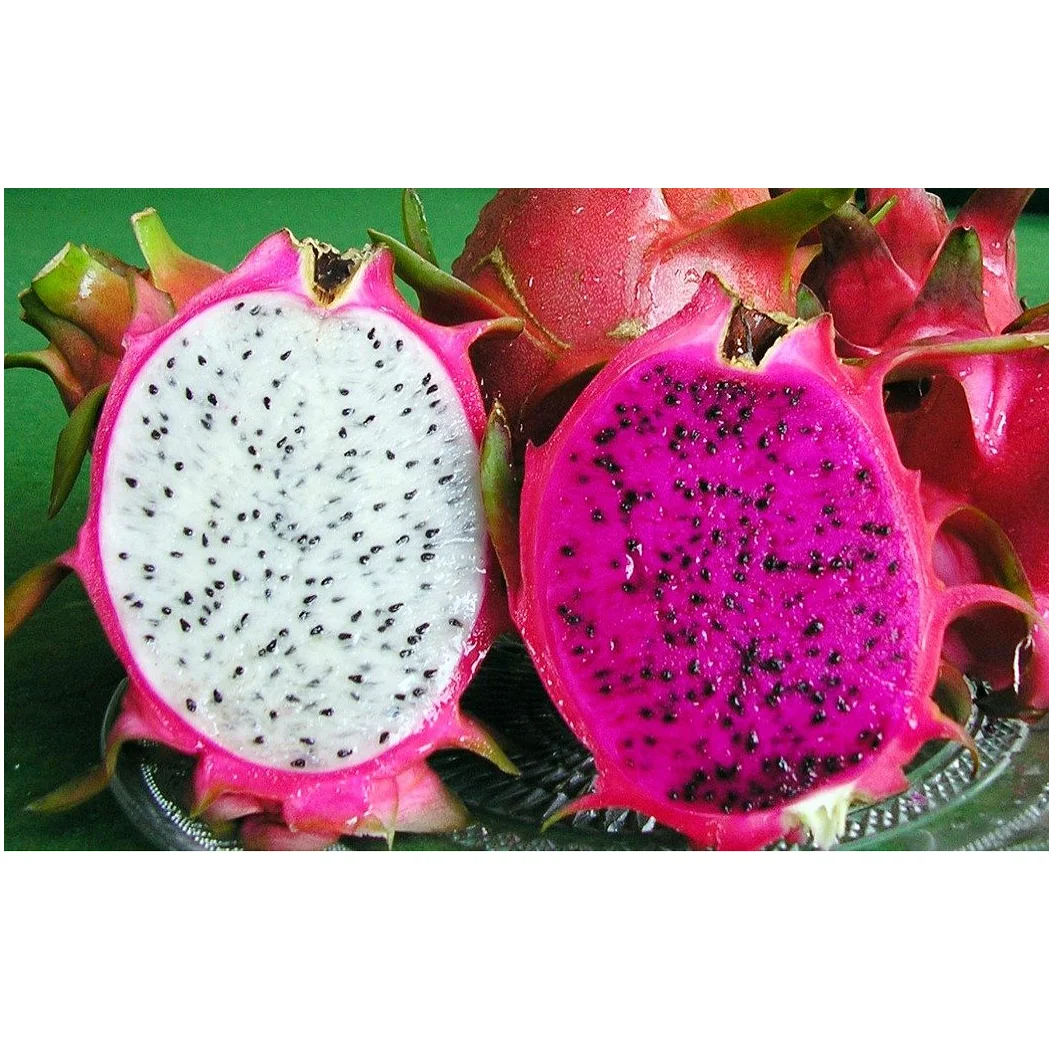 
White Flesh Pitaya / Dragon Fruit (Whatsapp/zalo/wechat: +84 912 964 858) 