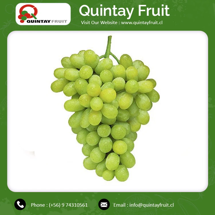 Bulk Supply  Grapes Good Quality Fresh Grape Thompson Exporter of Bulk Thompson Seedless