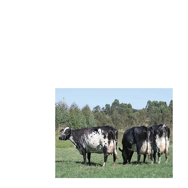 
Live Pregnant Giro lando Cows For Sale in Europe. 