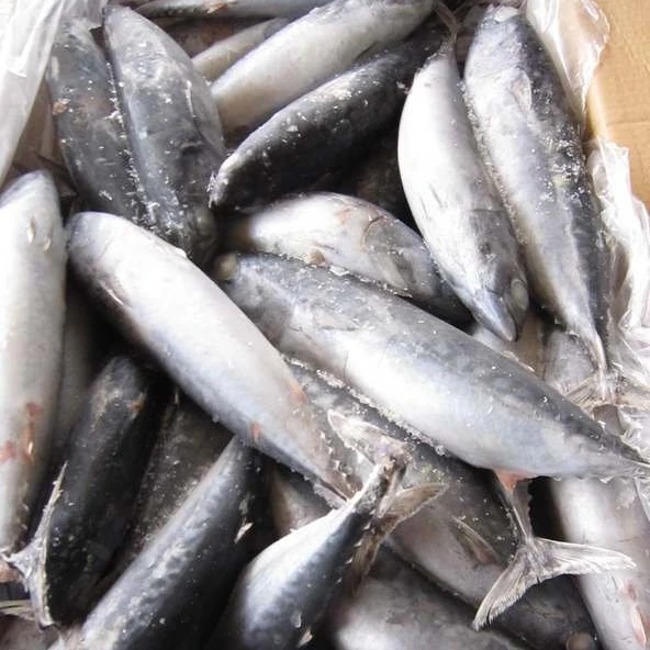 Замороженная цилиндрическая скумбрия Бонито рыба морской волны новая