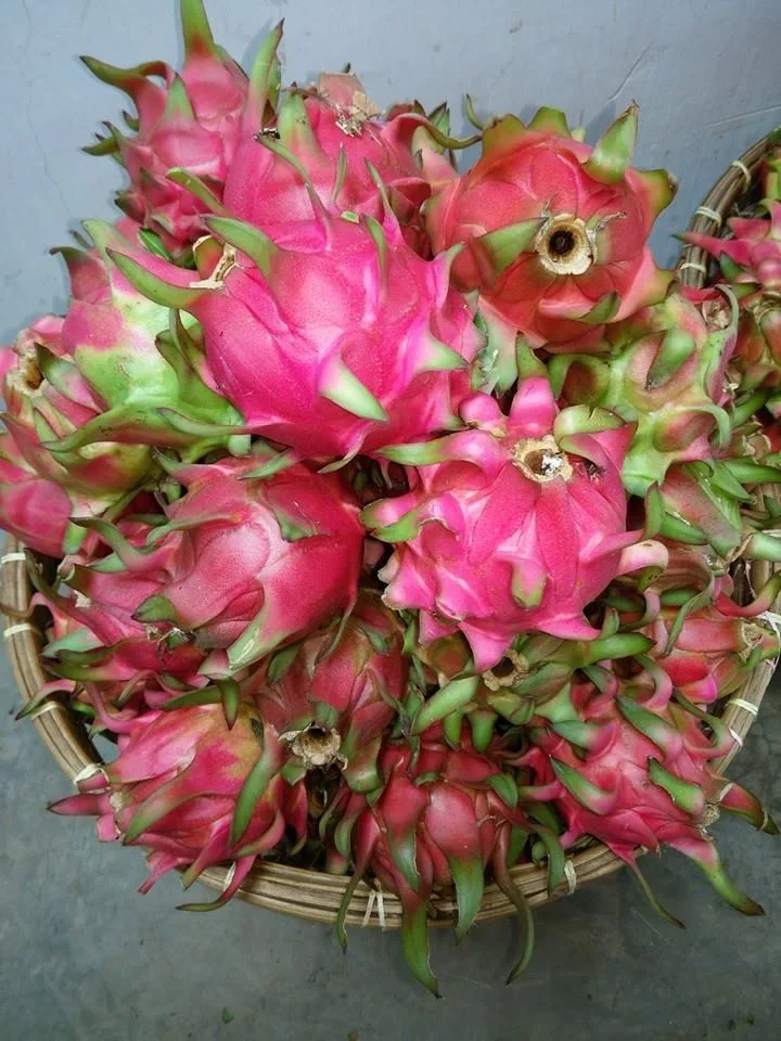
RED FLESH DRAGON FRUIT 