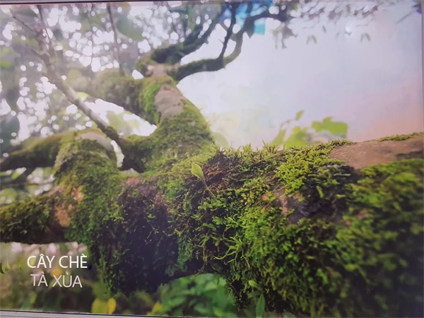 High QUality LOTUS FLAVOURED TEA