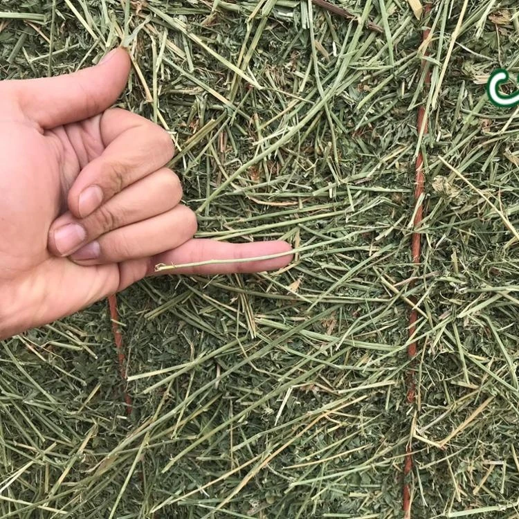 
HIGH PROTEIN ALFALFA HAY BALE FROM TURKEY 