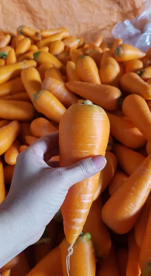 Большой поставщик новейшего урожая высококачественной замороженной органической моркови свежей по лучшей цене + 84-902803631