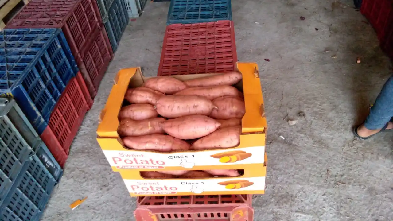 A1 Assorted Quality Exclusive Fresh SWEET POTATOES available for export at a Cheaper Price