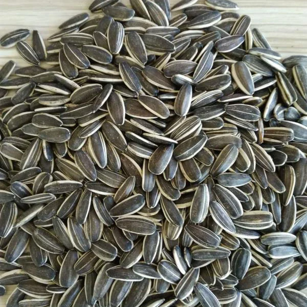 Black Sunflower Seeds From Russia