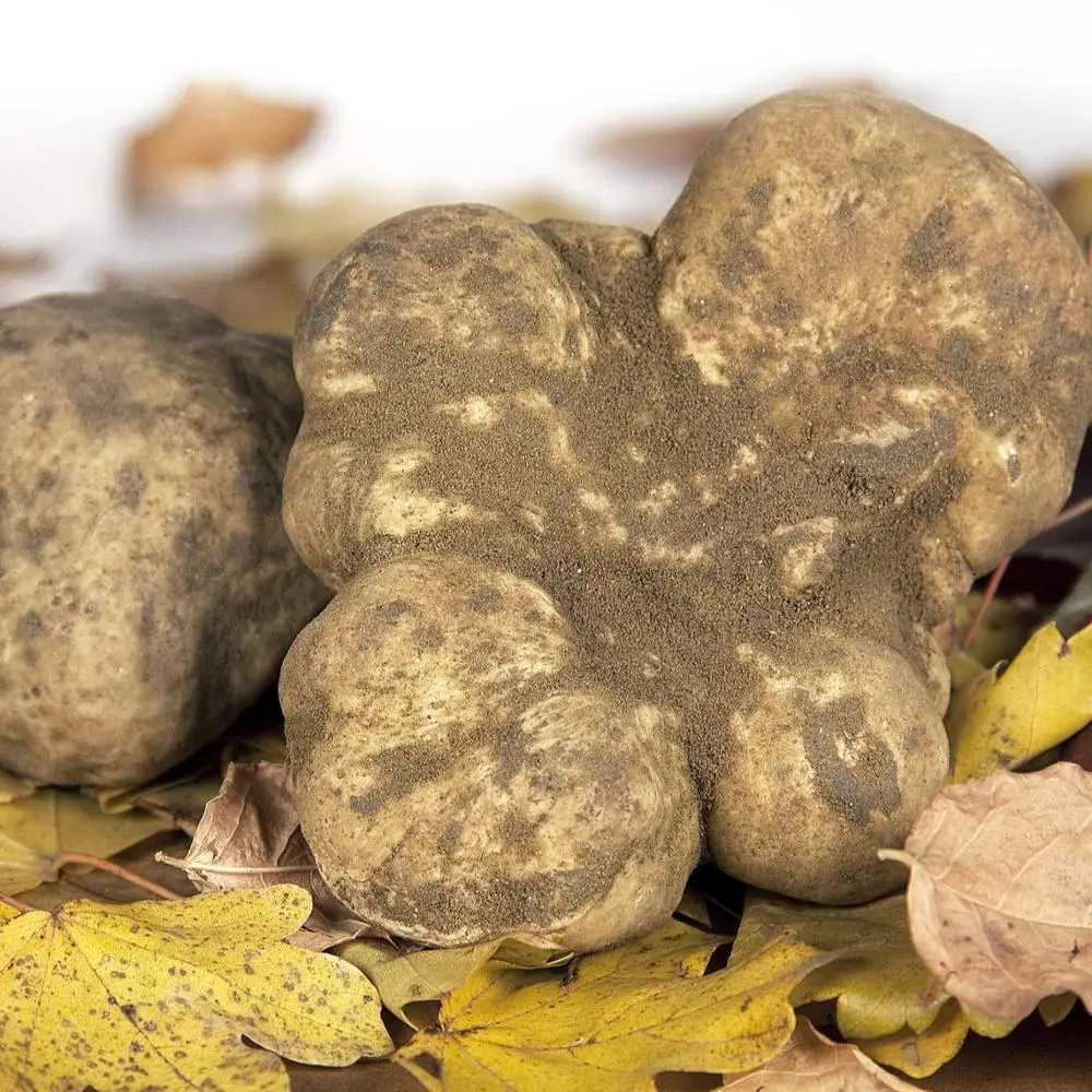 100% Italian, Tuscany White Truffle, Tuber Magnatum Pico