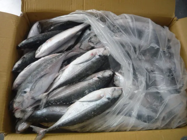Премиум замороженная скумбрия оптом горячая Распродажа морепродуктов цельная Тихоокеанская рыба для консервных