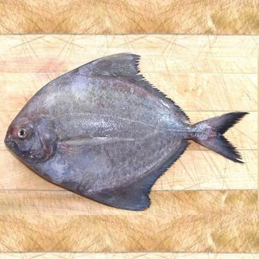 Frozen IQF Black Pomfret export from Vietnam with competitive price(ThaiLien company, Ms Fiona +84908794118)