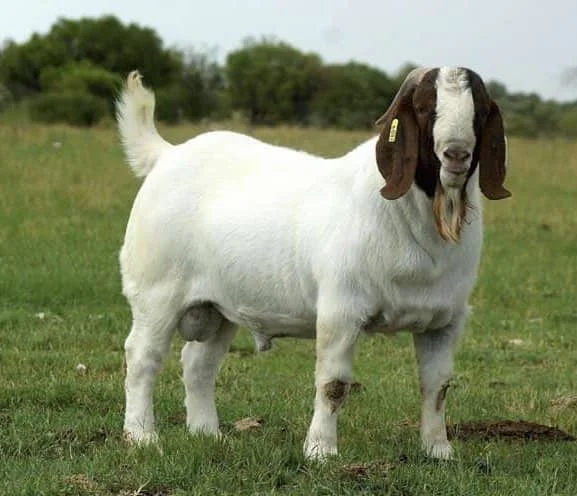 Healthy Mature Full-blood Saanen Goats for Sale