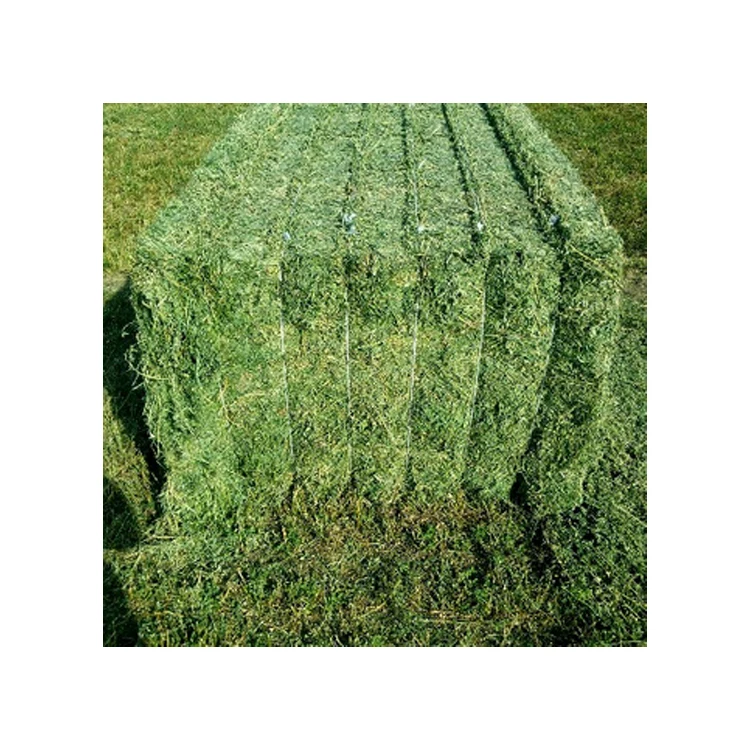 
Agriculture Grade Top Quality Wholesale Alfalfa Hay Animal Feed at Bulk Price 