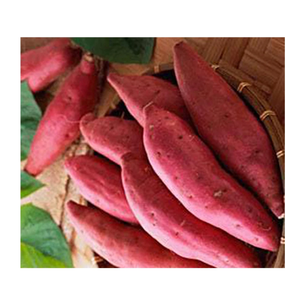 Highly Suggestion For The Sweet Potato Made In Vietnam With 3 Months Maturity Have COMMON Cultivation Type