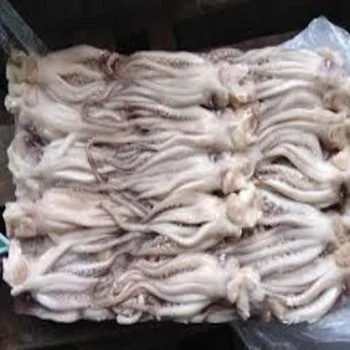 New Arrival high quality frozen red squid loligo