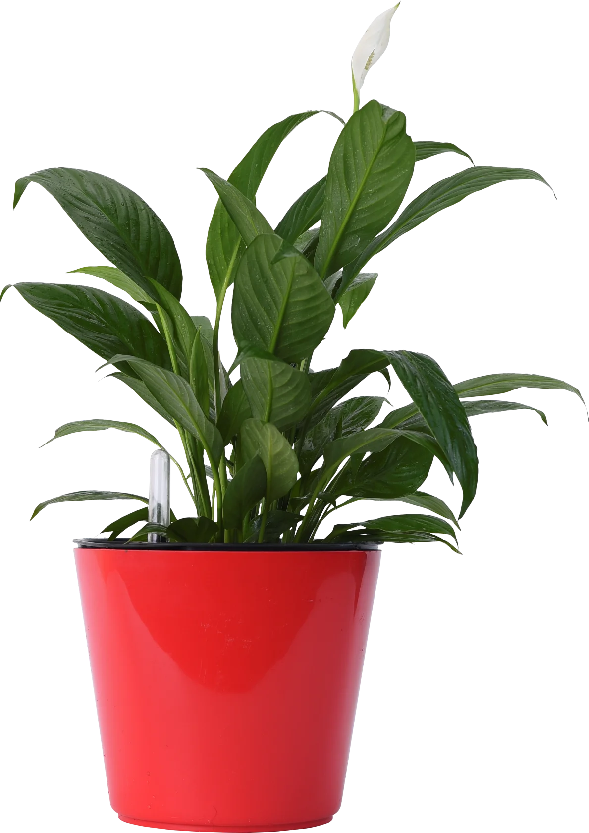self watering plant pot plastic pots 18 - Incredible best seller, unique design for decoration - Wholesale