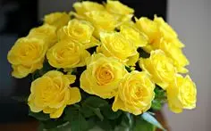 
Yellow Indian Rose Cut Flower At Naturally Groomed Rose 