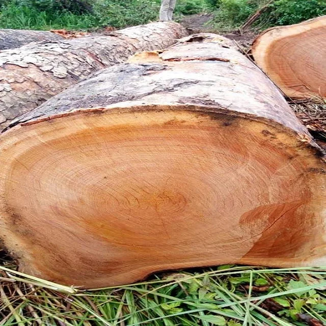 Древесина Limbali (Gilbertiodendron dewevray) квадратные и круглые бревна