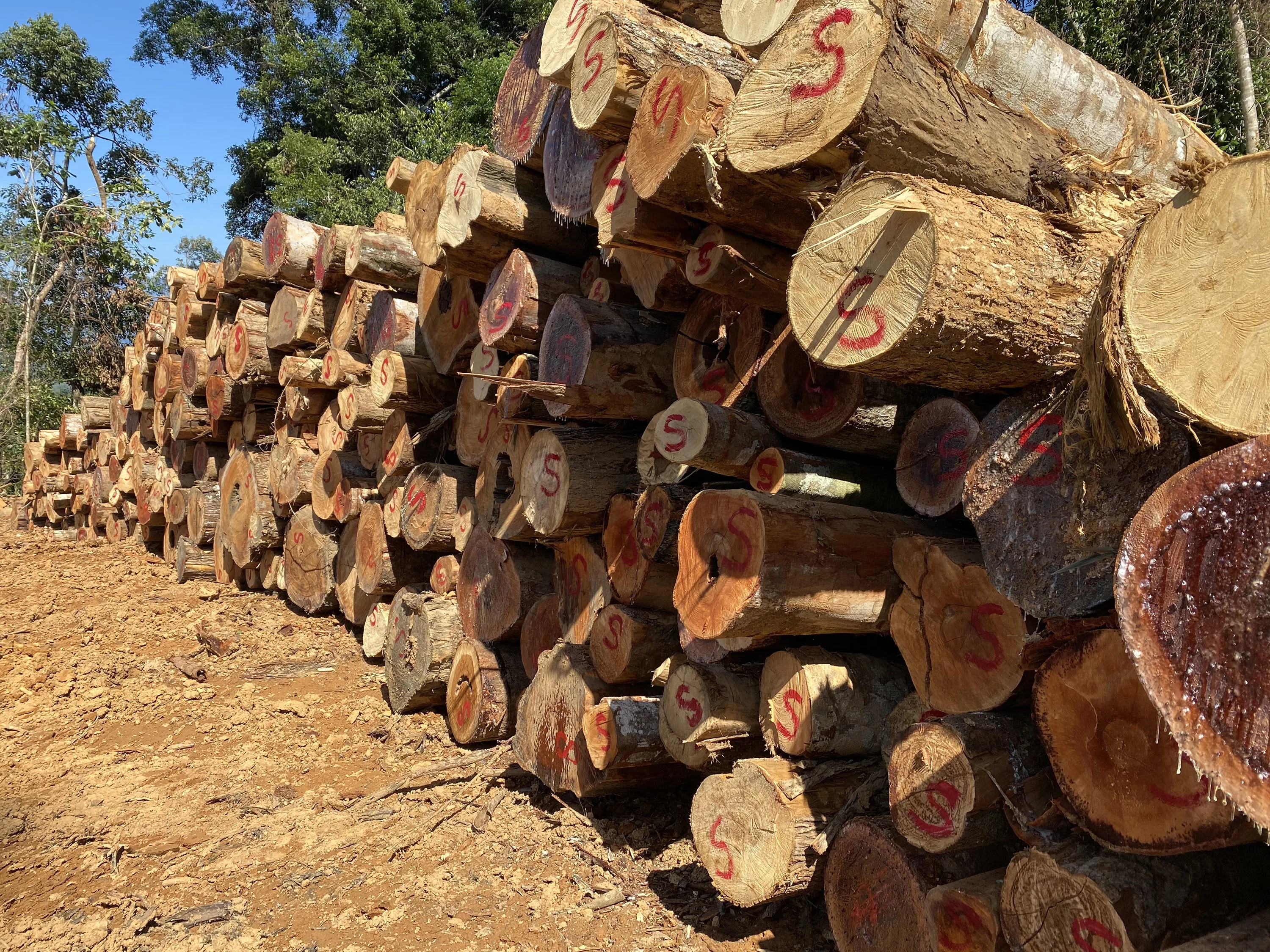 Chengal Log Raw Wood Logs - Veneer Log Timber