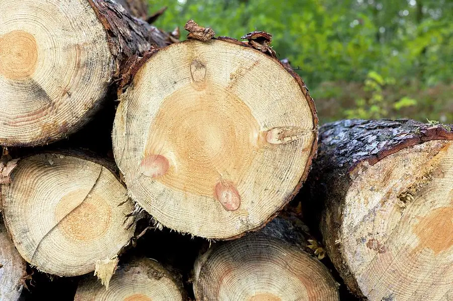 Factory Wholesale Softwood Sawn Timber Lumber Wood